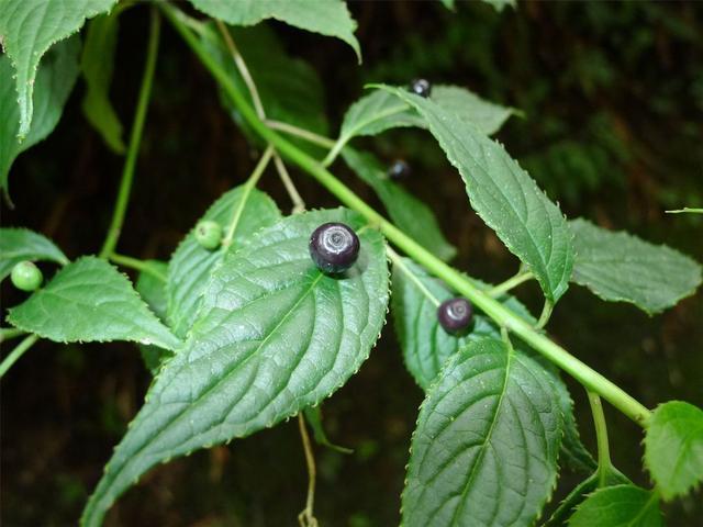 青荚叶|奇特植物“叶上珠”，开花和结果都在树叶上完成，我国有全部种类