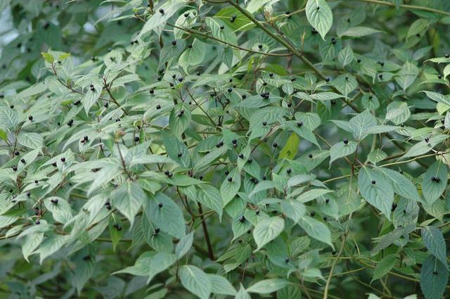 青荚叶|奇特植物“叶上珠”，开花和结果都在树叶上完成，我国有全部种类