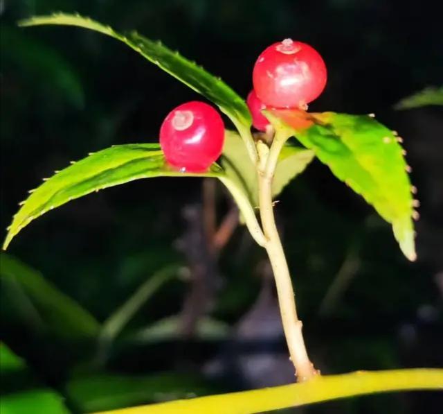 青荚叶|奇特植物“叶上珠”，开花和结果都在树叶上完成，我国有全部种类