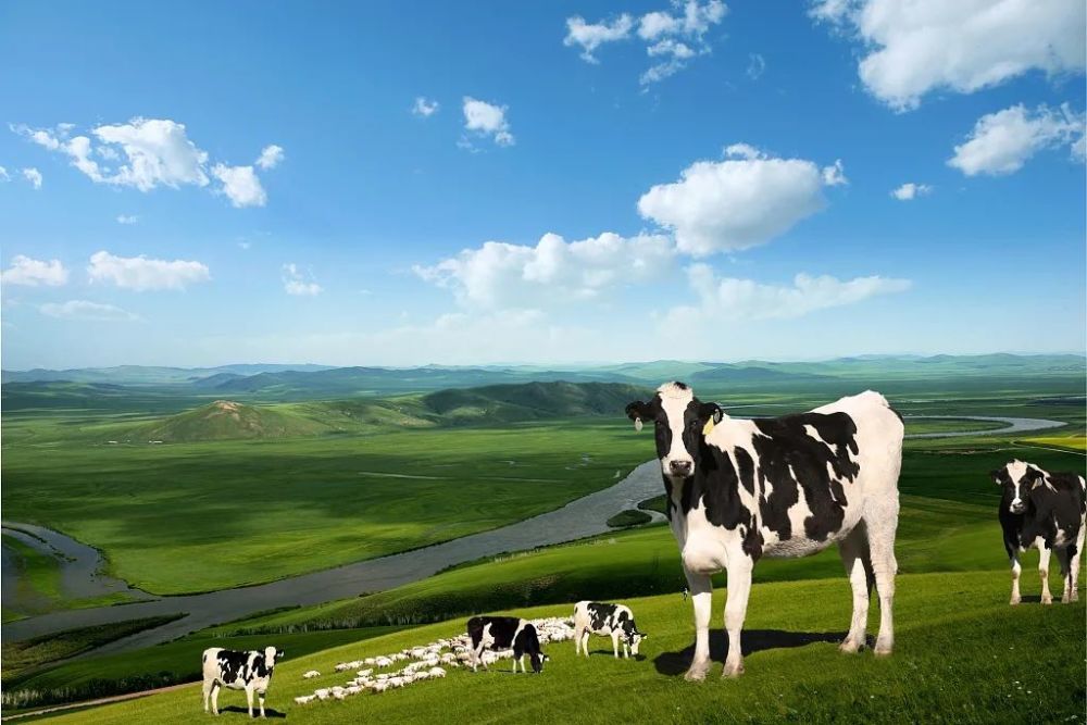 奶牛|耳听为虚，眼见为实！用所见所闻亲自见证中国乳业品质之旅！