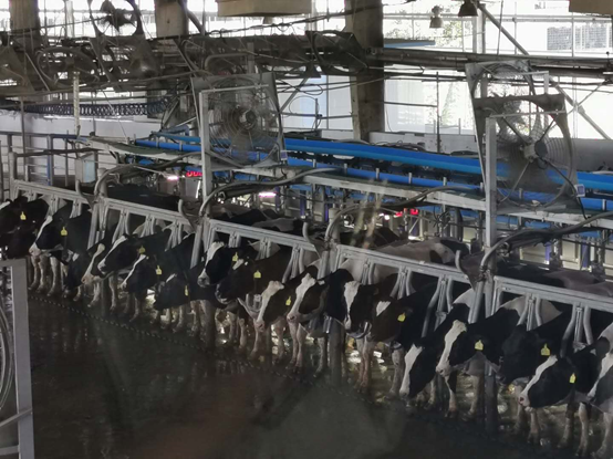 奶牛|耳听为虚，眼见为实！用所见所闻亲自见证中国乳业品质之旅！