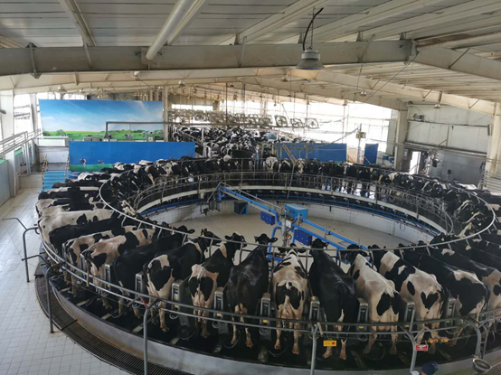 奶牛|耳听为虚，眼见为实！用所见所闻亲自见证中国乳业品质之旅！