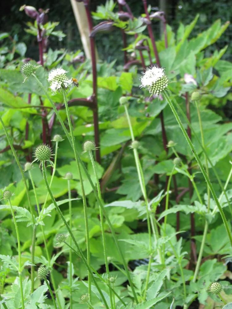 美丽与神秘共存—川续断科的点滴记录_腾讯新闻