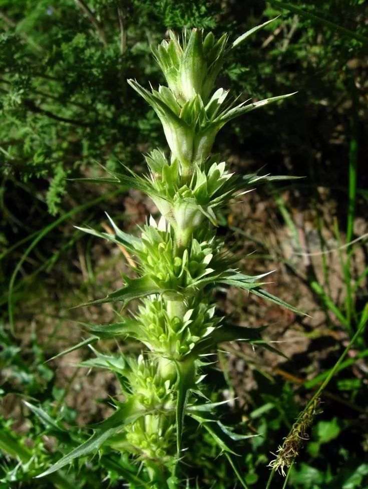 美丽与神秘共存—川续断科的点滴记录_腾讯新闻