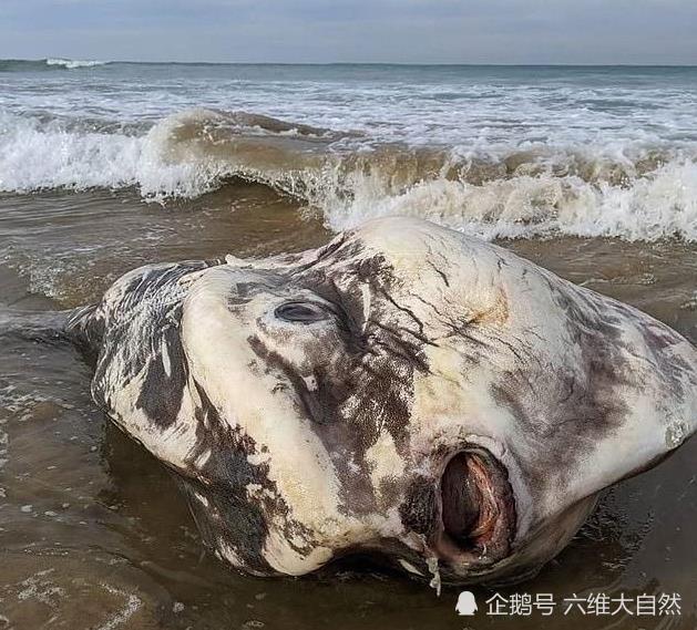翻车鱼|澳一条两米长翻车鱼被冲上海滩，由于形状怪异，吸引众多游客合影
