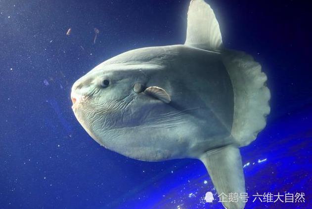 翻车鱼|澳一条两米长翻车鱼被冲上海滩，由于形状怪异，吸引众多游客合影