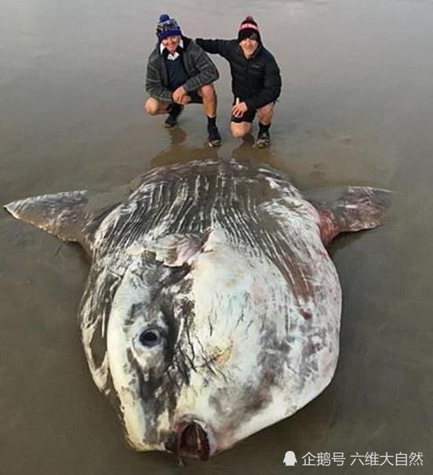 翻车鱼|澳一条两米长翻车鱼被冲上海滩，由于形状怪异，吸引众多游客合影