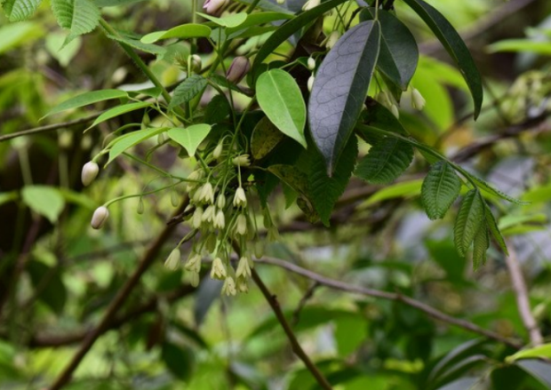 荒野维生野菜系列鹰爪枫