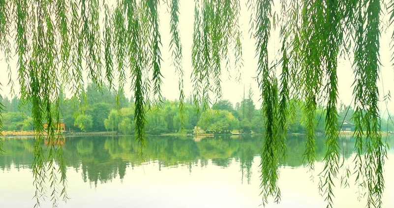 谷雨郊|不语秋疵春隐恙，谁来立雪伴梅花。作者/放鹤