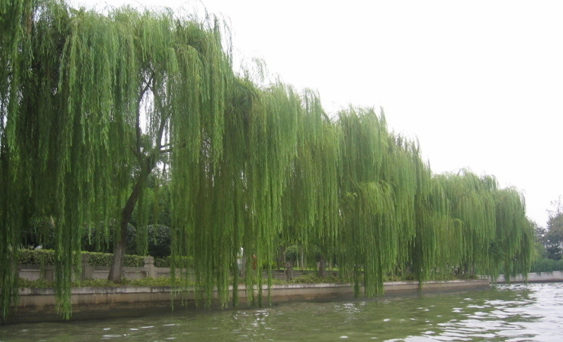 谷雨郊|不语秋疵春隐恙，谁来立雪伴梅花。作者/放鹤