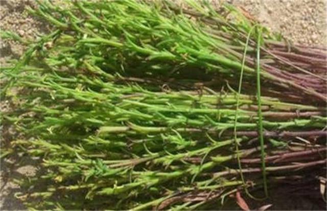 草中黄金|人称草中黄金，生长在荒野，价值很大，遇见就发财了