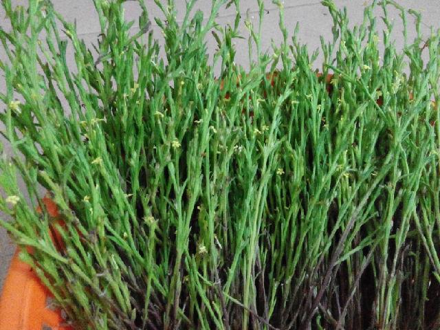 草中黄金|人称草中黄金，生长在荒野，价值很大，遇见就发财了