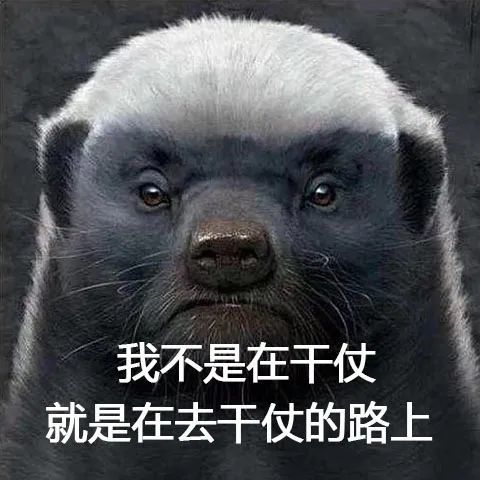 平头哥|等你睡着了，它们就出来活动了