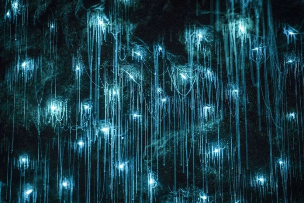 平头哥|等你睡着了，它们就出来活动了