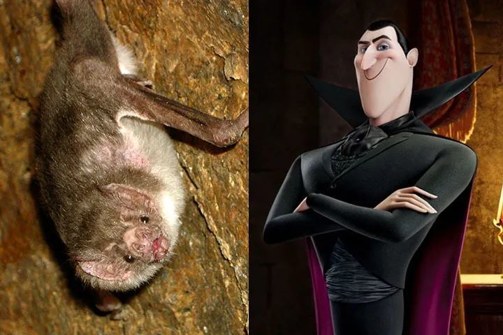 平头哥|等你睡着了，它们就出来活动了