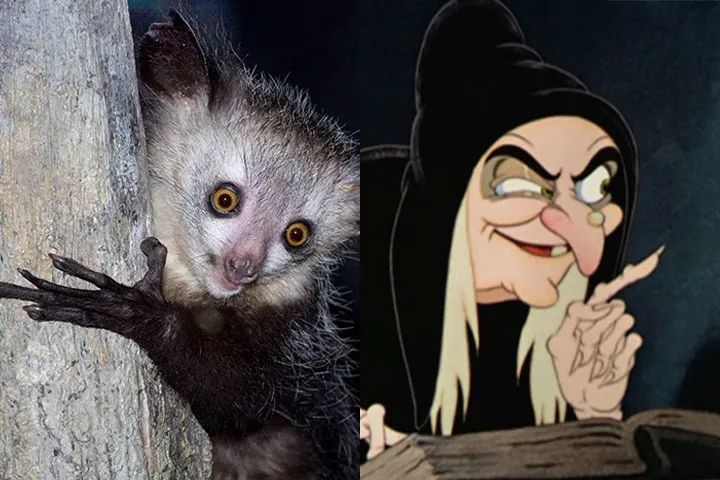 平头哥|等你睡着了，它们就出来活动了