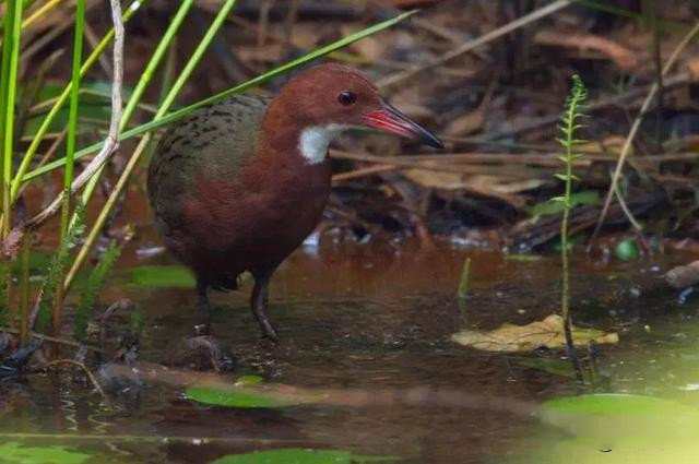 科学家|灭绝13万年物种再次“死里复活”，科学家感到疑惑不解