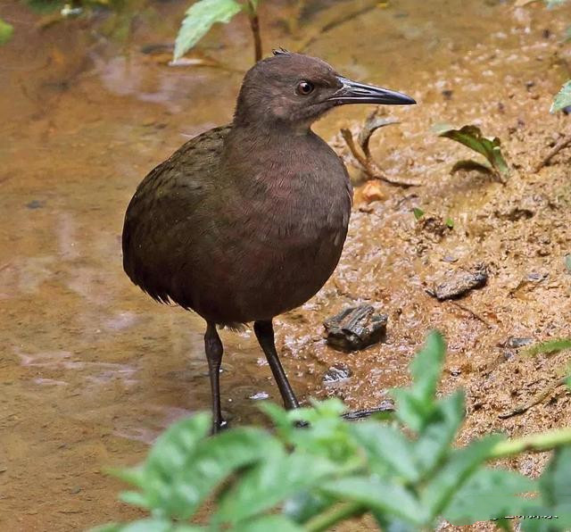 科学家|灭绝13万年物种再次“死里复活”，科学家感到疑惑不解