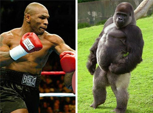 泰森vs银背大猩猩图片