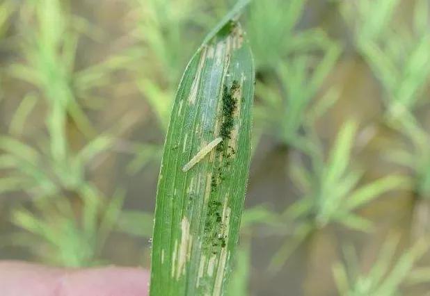 稻纵卷叶螟白背飞虱为什么会今年这两种虫害严重?