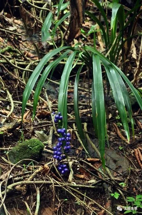 别名碟碟草,老鼠砒,家鼠草,铰剪王(,山交剪,天蒜,较剪草,山大箭兰,假