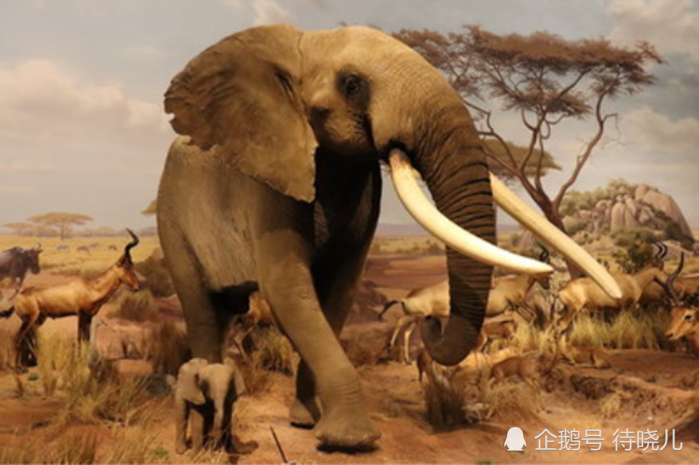 物种|为何在已知的物种里，只有人类进化出了高等级的现代文明？