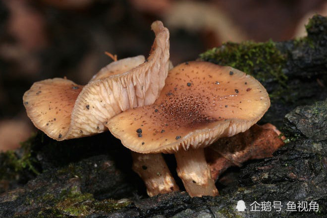蘑菇|地球上最大的两个生物，仅一棵树、一个蘑菇，但蓝鲸也自叹不如！