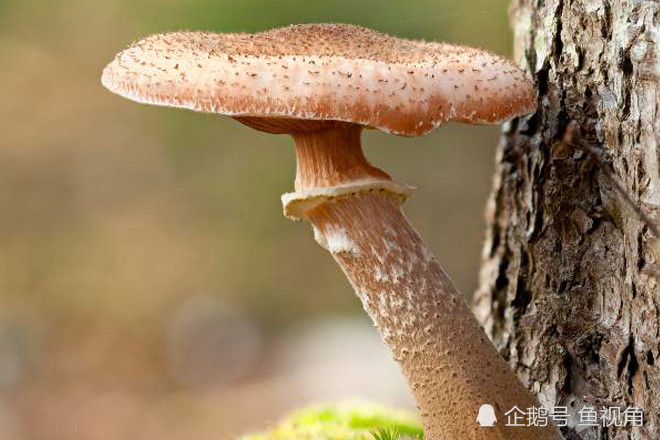 蘑菇|地球上最大的两个生物，仅一棵树、一个蘑菇，但蓝鲸也自叹不如！