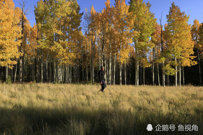 蘑菇|地球上最大的两个生物，仅一棵树、一个蘑菇，但蓝鲸也自叹不如！