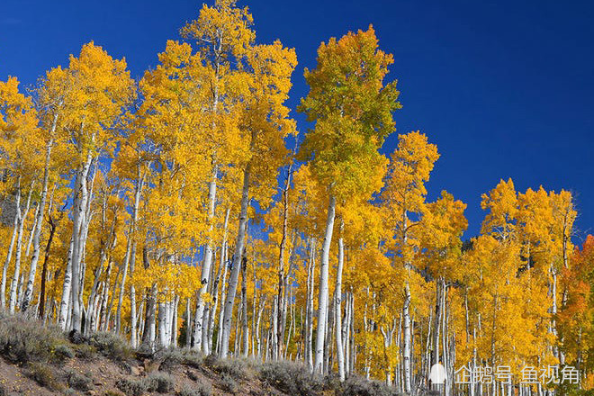 蘑菇|地球上最大的两个生物，仅一棵树、一个蘑菇，但蓝鲸也自叹不如！