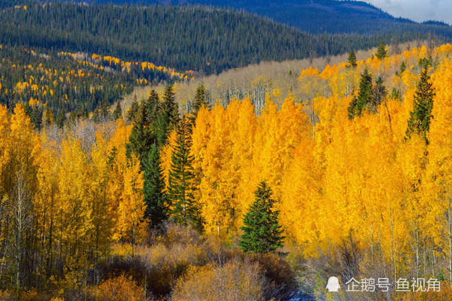 蘑菇|地球上最大的两个生物，仅一棵树、一个蘑菇，但蓝鲸也自叹不如！