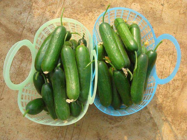 蔬菜|条件允许养这3种水果蔬菜，不到两个月就结果，种植简单坐果率高