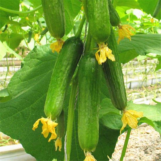 蔬菜|条件允许养这3种水果蔬菜，不到两个月就结果，种植简单坐果率高