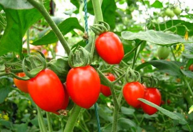 蔬菜|条件允许养这3种水果蔬菜，不到两个月就结果，种植简单坐果率高