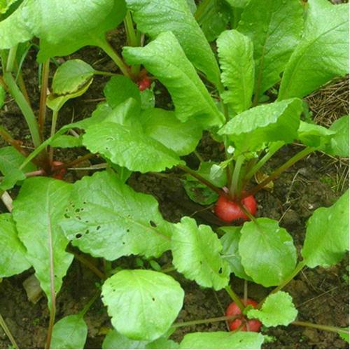 蔬菜|条件允许养这3种水果蔬菜，不到两个月就结果，种植简单坐果率高