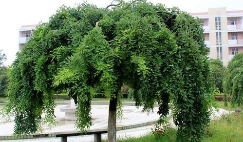 前几年在农村"疯狂种植"的双季槐,为何到现在无人问津?