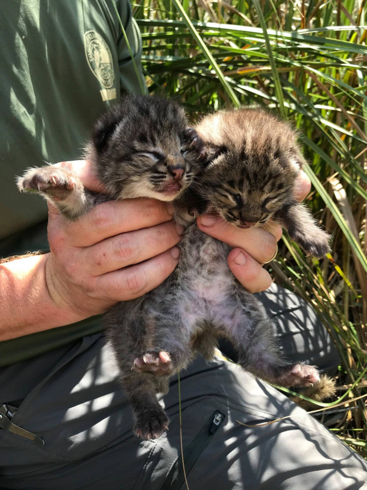 短尾猫|多只短尾猫“神秘死亡”，原因终于被找到，这个小岛成了“毒岛”
