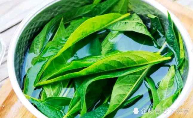 叶子|农村1种作物，多数人只知道种子大有作用，却把叶子浪费，太可惜了！