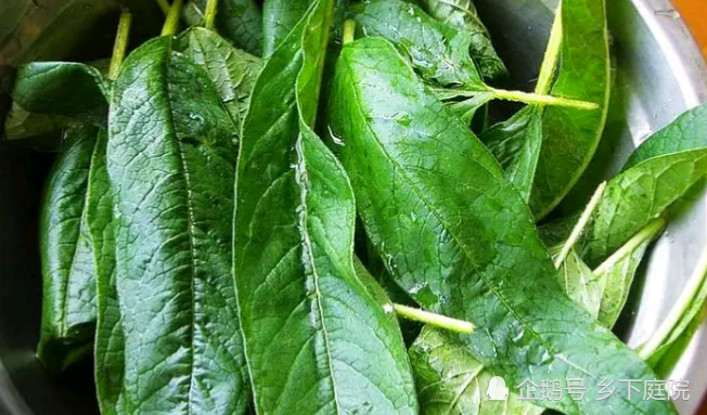 叶子|农村1种作物，多数人只知道种子大有作用，却把叶子浪费，太可惜了！