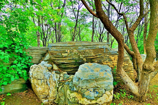 山海经南山一经之亶爰山基山青丘山箕尾山