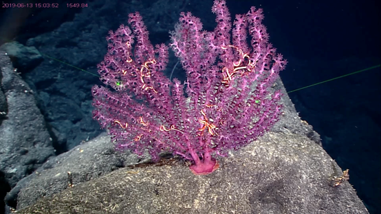 方舱医院|香港启用方舱医院；8月首日连续诞生两个台风