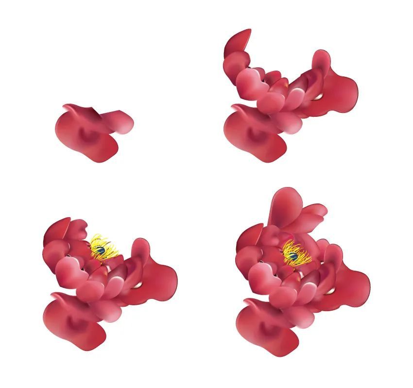 将使用与上述相同的方法绘制其余的牡丹:使用钢笔工具绘制花瓣轮廓