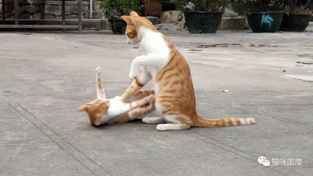 铲屎官到公园玩,遇到两只猫咪打架,刚想劝架就