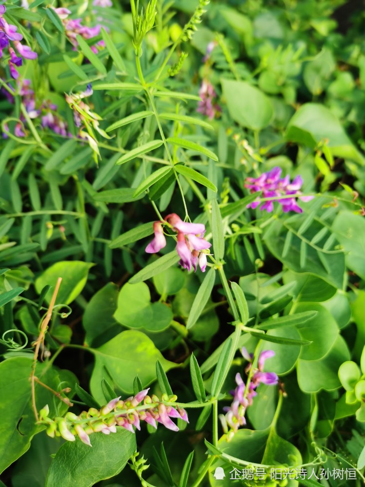 影子|笑，从心里发了出来