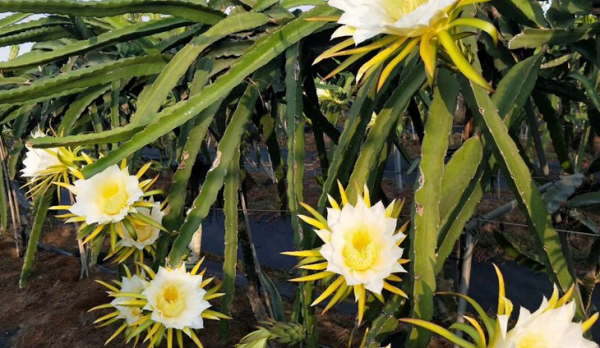 火龙果|1种“果树”，花可吃果可吃全身是宝，只种一棵，蔬菜水果都有了