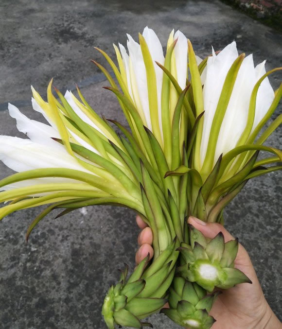 火龙果|1种“果树”，花可吃果可吃全身是宝，只种一棵，蔬菜水果都有了