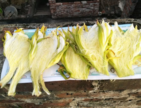 火龙果|1种“果树”，花可吃果可吃全身是宝，只种一棵，蔬菜水果都有了