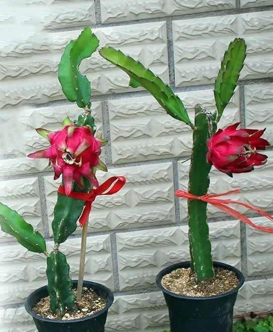 火龙果|1种“果树”，花可吃果可吃全身是宝，只种一棵，蔬菜水果都有了