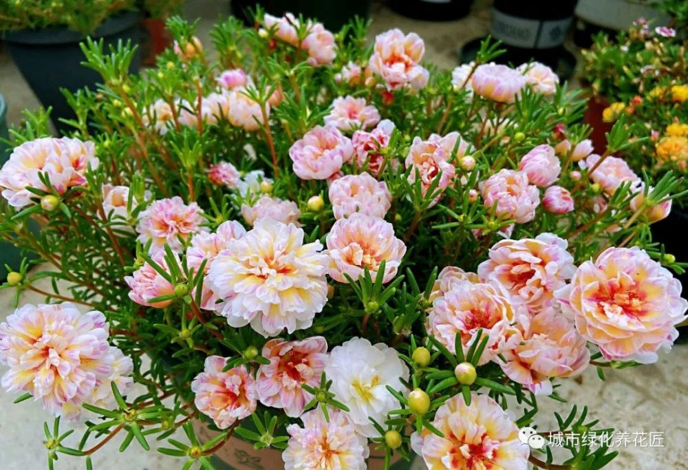 不会给太阳花造型 学会2种万能造型 养出价值翻几倍的太阳花盆栽 腾讯新闻