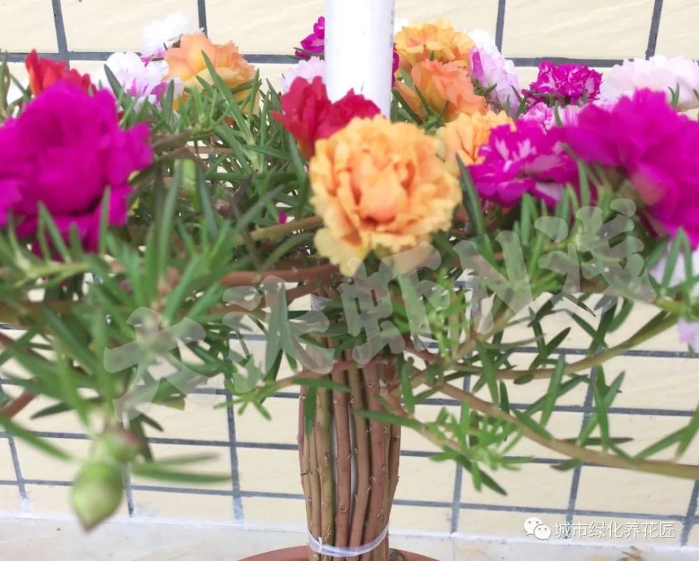 不会给太阳花造型 学会2种万能造型 养出价值翻几倍的太阳花盆栽 腾讯新闻